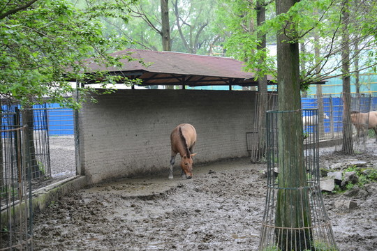 野馬