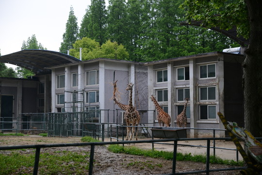 長頸鹿