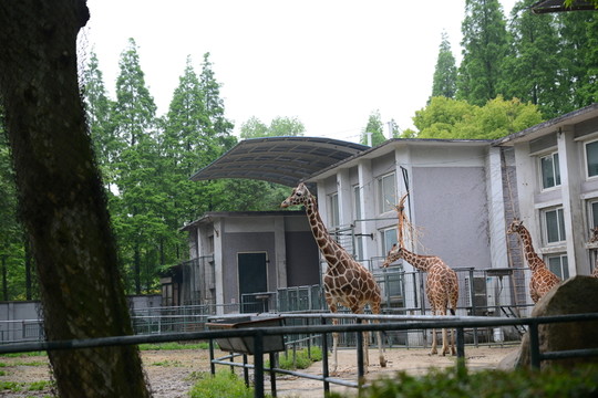 長頸鹿