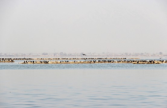 銀川沙湖風(fēng)光