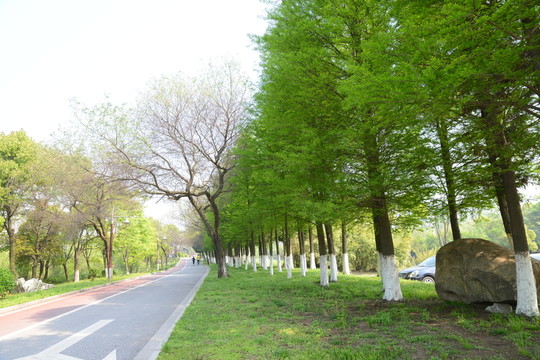 林蔭路