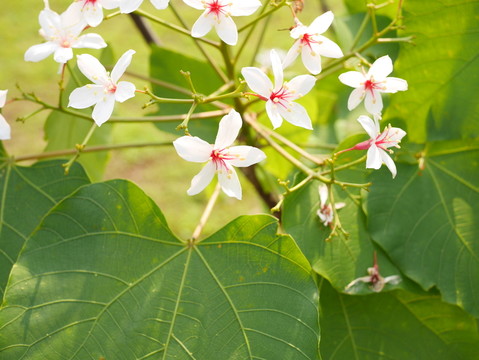 油桐花