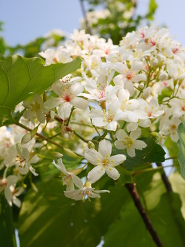 油桐花