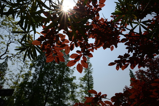 紅葉