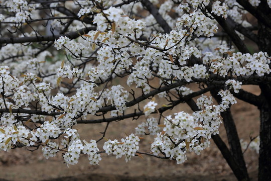 梨花