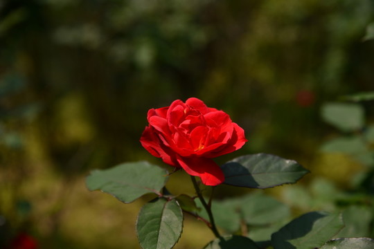 月季花
