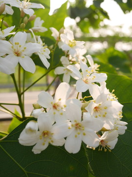 油桐花