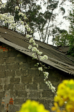 李子花