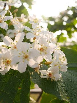 油桐花