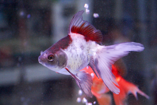 金魚