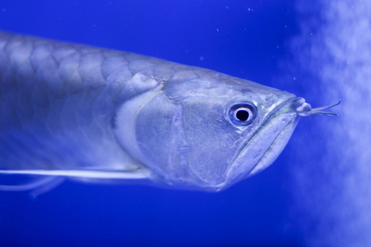 銀龍魚