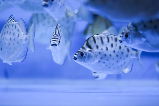 銀鼓魚