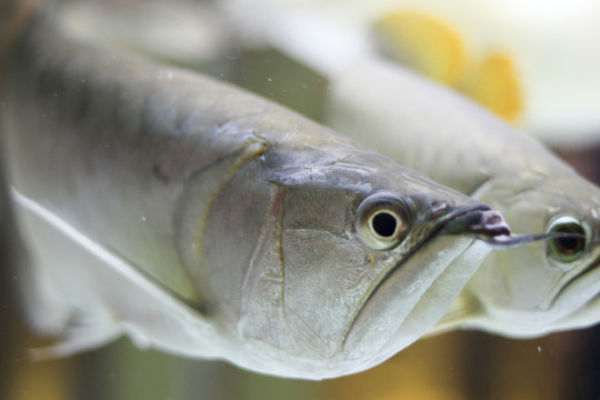 銀龍魚
