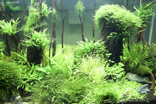 水族內(nèi)景