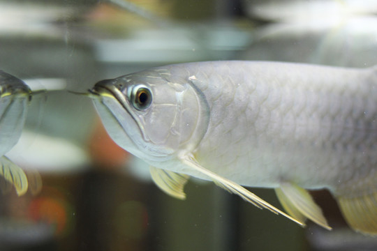 金龍魚(yú)