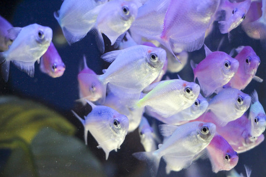 熱帶魚