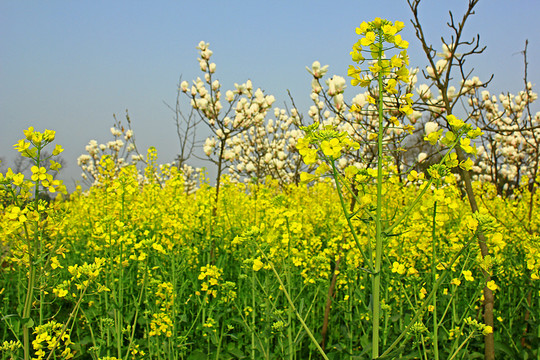 玉蘭花