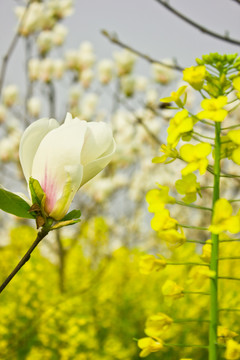 玉蘭花