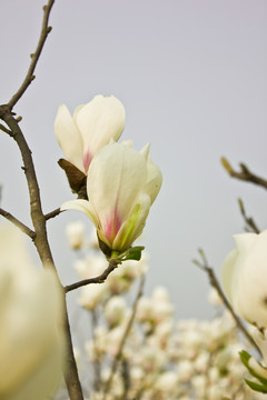 玉蘭花