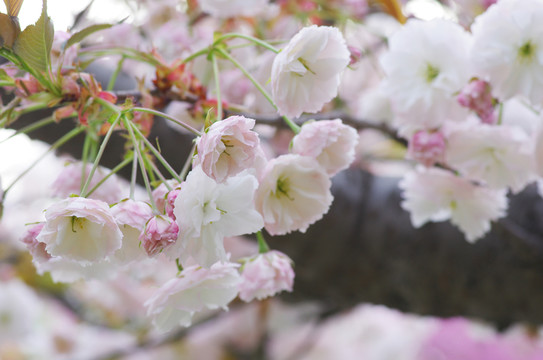 櫻花