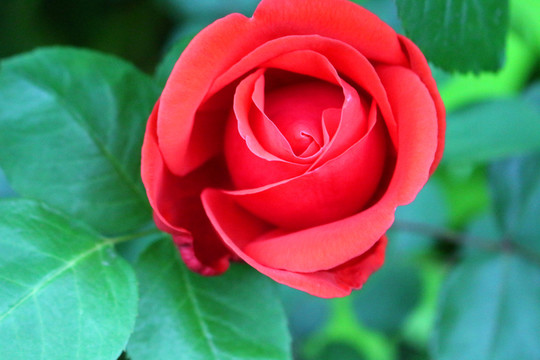 玫瑰花
