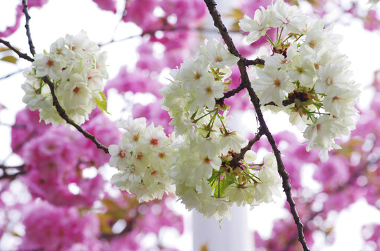 櫻花