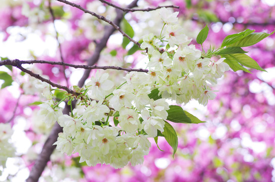 櫻花