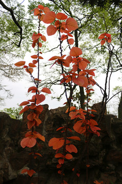 山麻桿 紅葉