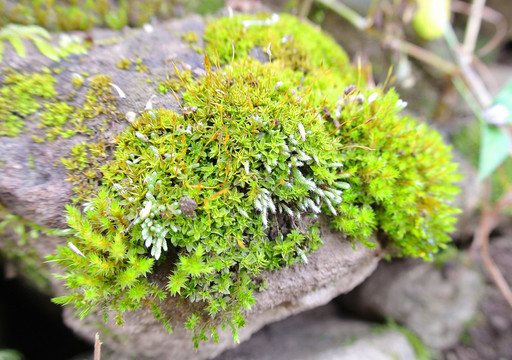 苔蘚紋理