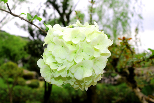 繡球花