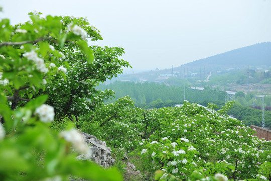 果園 山楂園