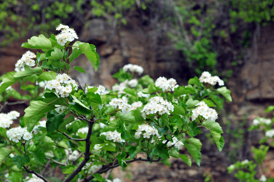 白色花  山楂樹(shù)
