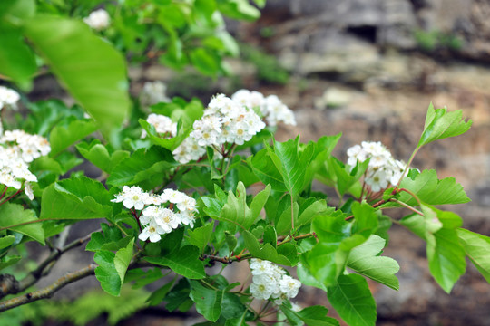 白色花  山楂