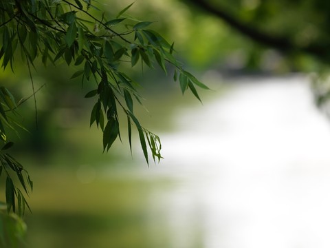 春天的意境