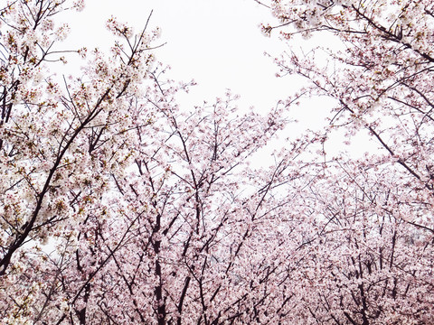 櫻花