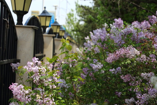 丁香花