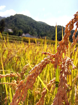 稻田與山