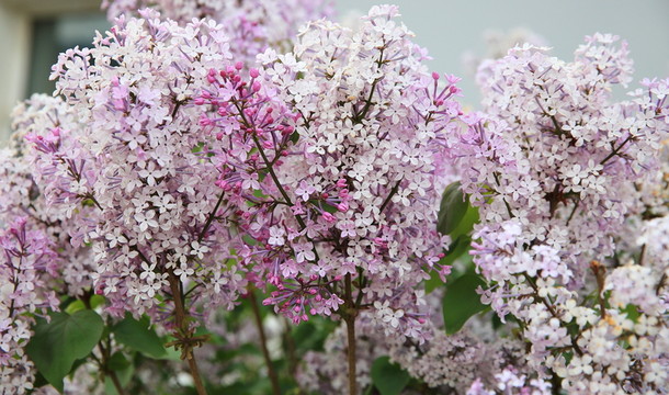 丁香花