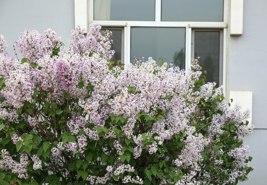 丁香花