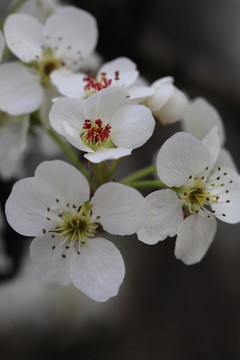 梨花