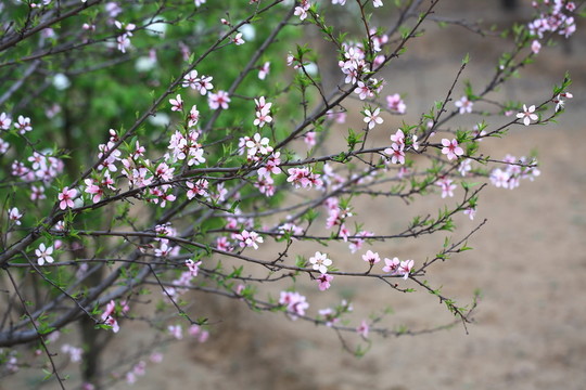 桃花