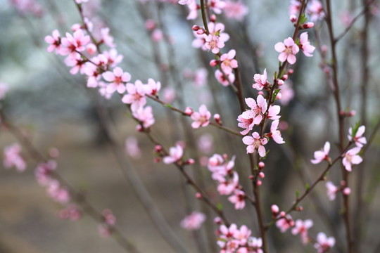 桃花