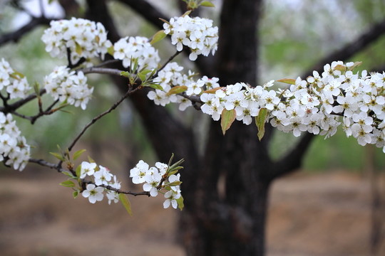 梨花