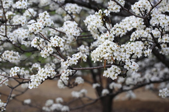 梨花