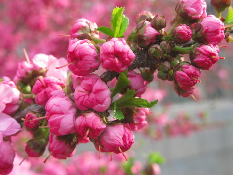鮮花