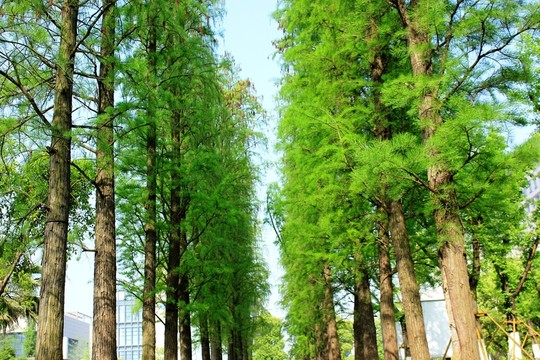 池杉樹