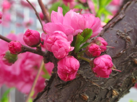 花卉