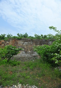 果園  種植