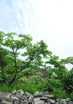 綠樹  樹木