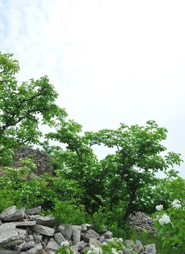 綠樹  樹木